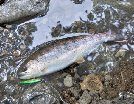 増水した渓でアマゴ釣り